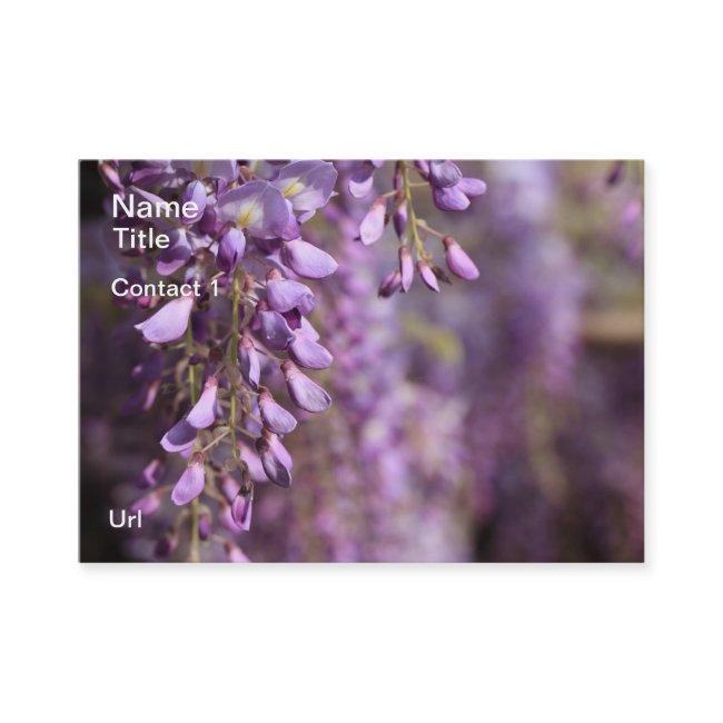 Wisteria