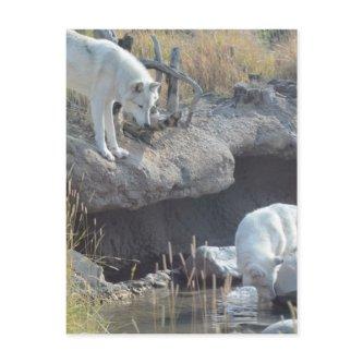 Wolf Animals Peace Love Nature Park Wolves Destiny Postcard