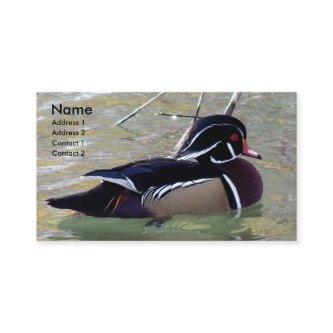 Wood Duck Drake