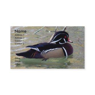 Wood Duck Drake