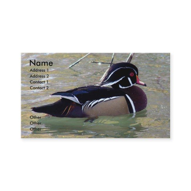 Wood Duck Drake