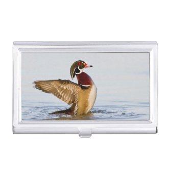 Wood Duck male flapping wings in wetland  Case