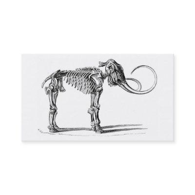 Woolly mammoth skeleton profile card