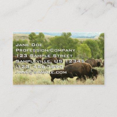 Wyoming Bison Nature Animal Photography