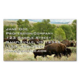 Wyoming Bison Nature Animal Photography  Magnet