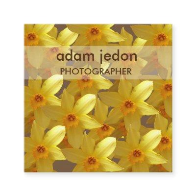 Yellow daffodils photos Square
