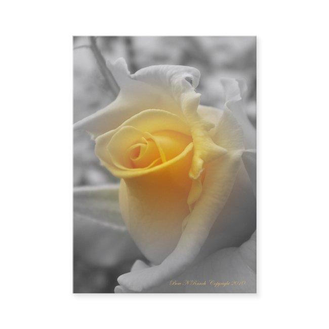 Yellow Rosebud Grayscaled