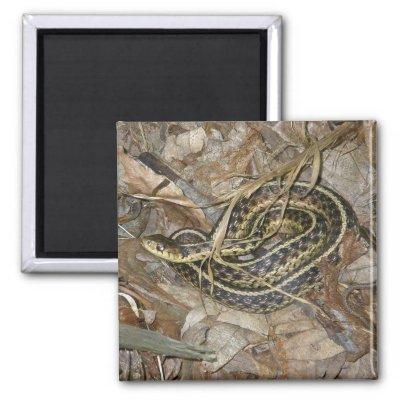 Young Eastern Garter Snake Coordinating Items Magnet