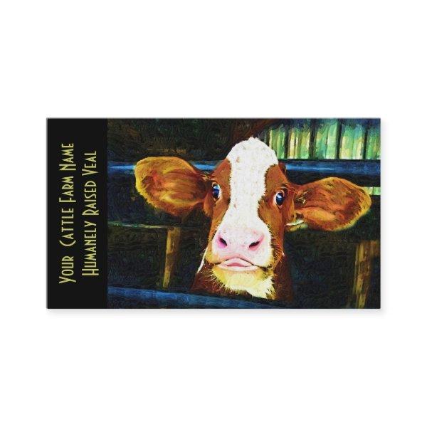 Young Holstein Veal Calf