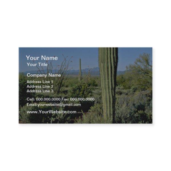 Young Saguaro Cacti, Flowering Ocotillo flowers