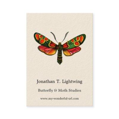 Zygaena carniolica - The Crepuscular Burnet Moth